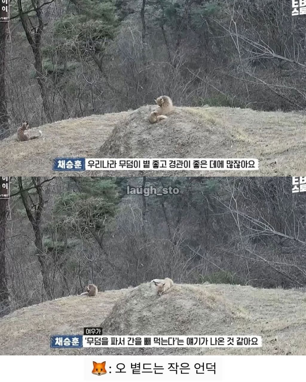 여우가-무덤가에서-자주-출몰하는-이유.jpg-1-이미지