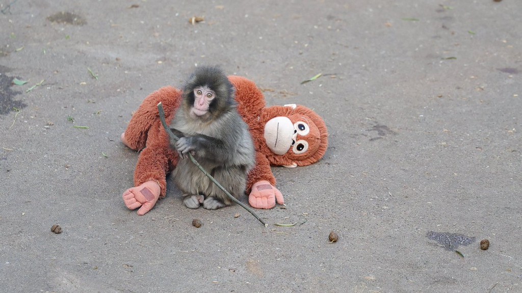 오랑우탄-인형을-엄마로-생각하며-끌고-다니는-아기-원숭이-10-이미지
