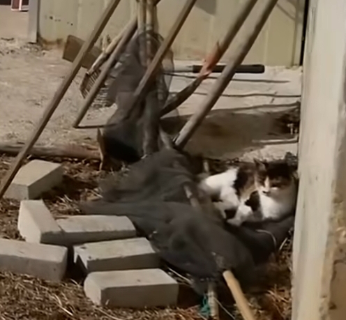 하하하-삼색이-모음-41-이미지