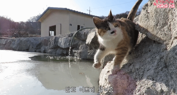 하하하-삼색이-모음-20-이미지