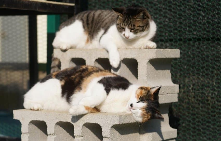 하하하-삼색이-모음-69-이미지