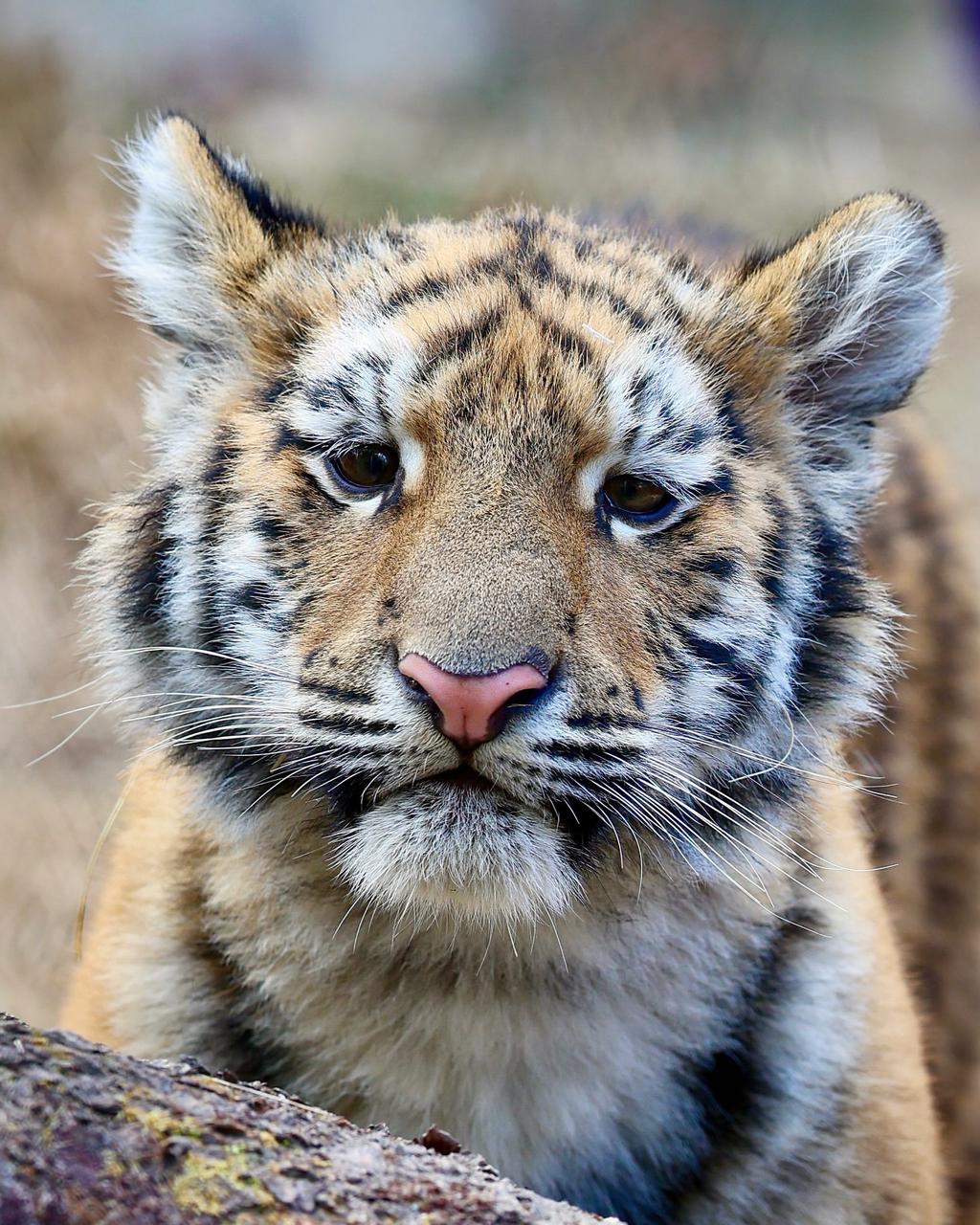 데뷔한지-2개월된-서울대공원-아기-호랑이-설호-7-이미지
