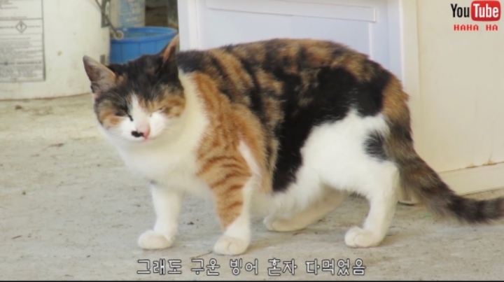 하하하-삼색이-모음-18-이미지