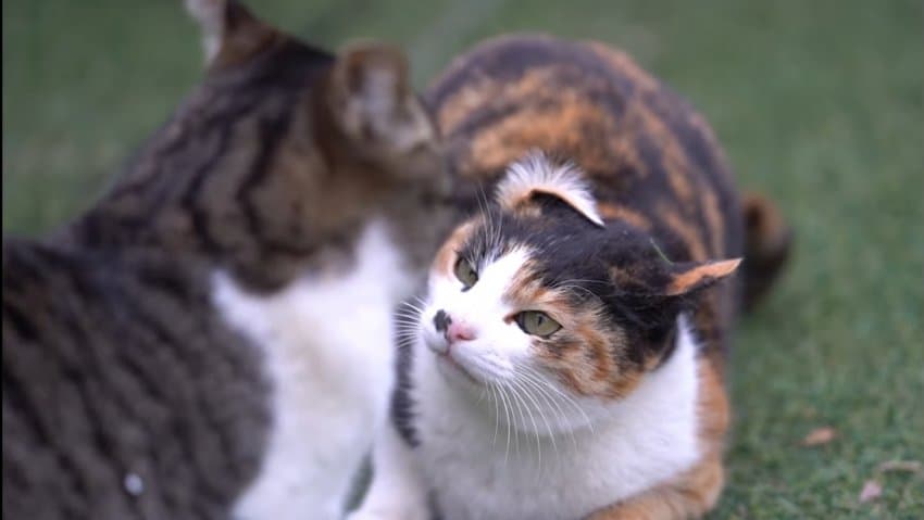 하하하-삼색이-모음-27-이미지