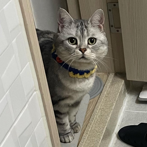 고양이-키워보니까-개-똑똑해-2-이미지