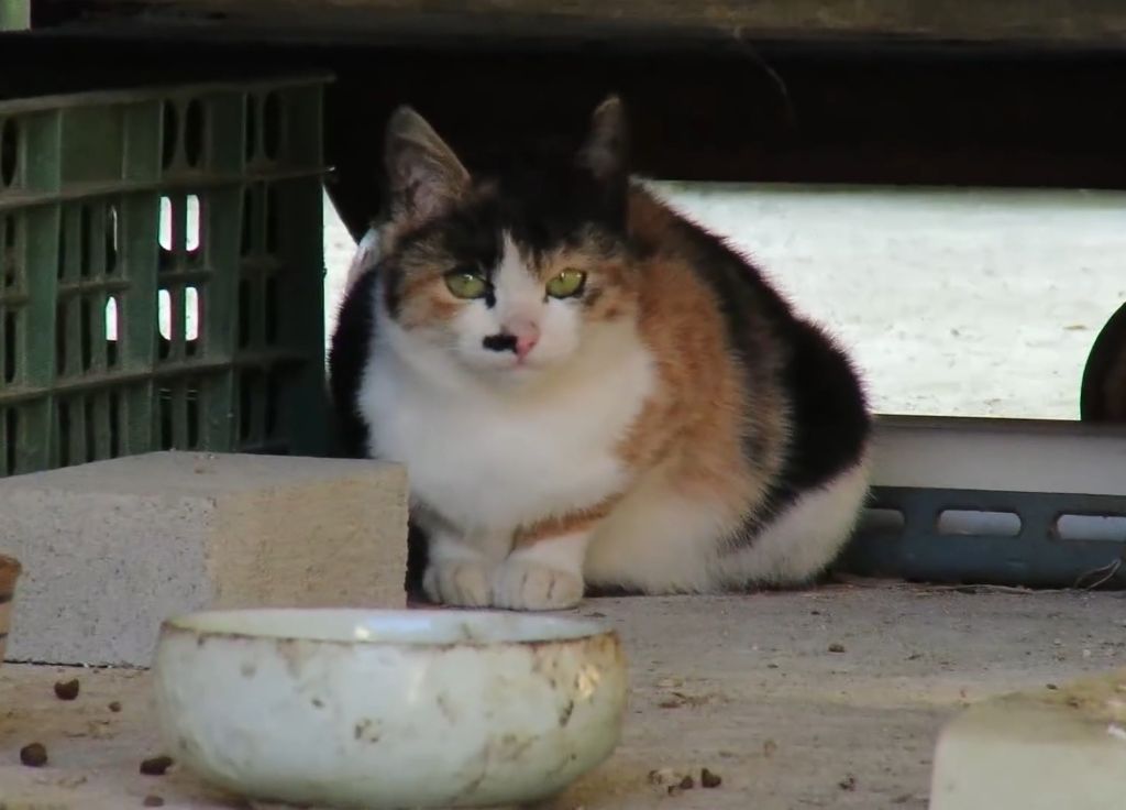 하하하-삼색이-모음-46-이미지