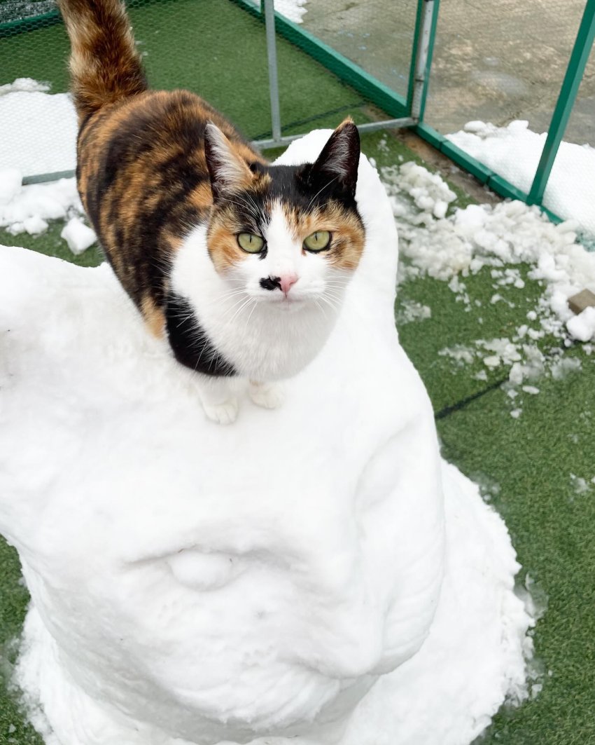 하하하-삼색이-모음-66-이미지