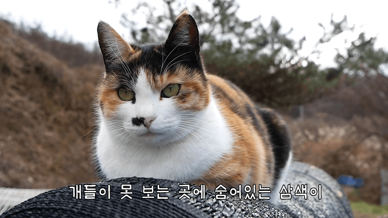 하하하-삼색이-모음-14-이미지