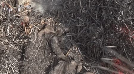 부산-사람만-아는-꼼장어-진짜배기-먹방.gif-1-이미지