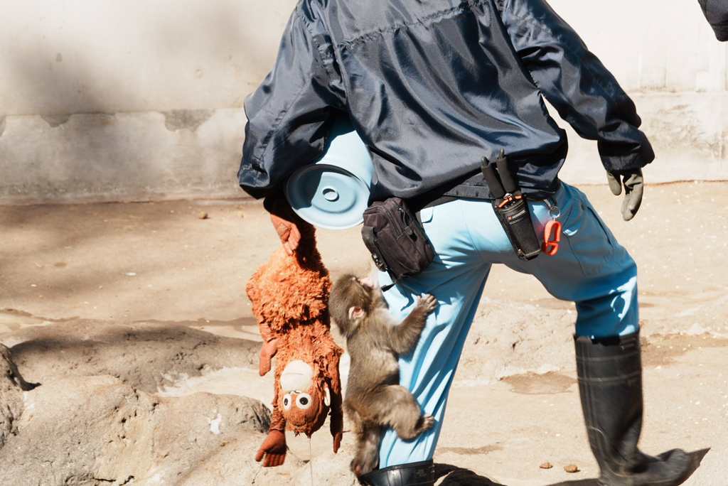 오랑우탄-인형을-엄마로-생각하며-끌고-다니는-아기-원숭이-12-이미지