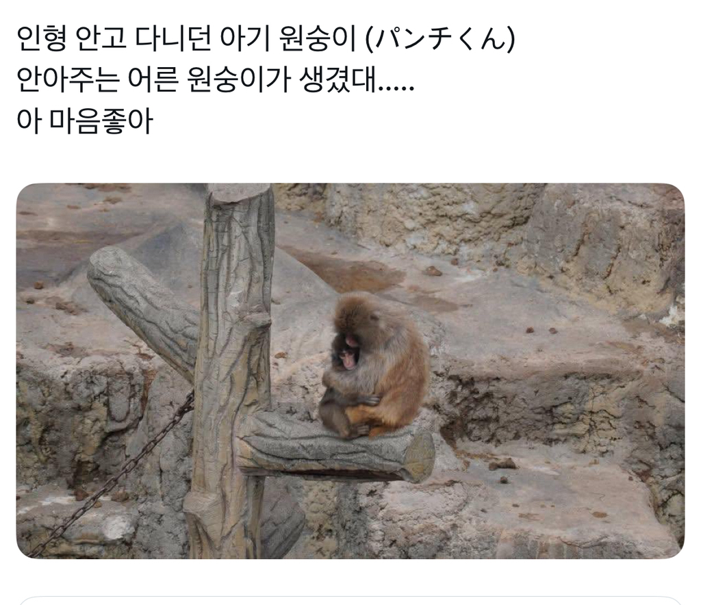 인형-안고-다니던-아기-원숭이-안아주는-어른-원숭이가-생겼대🥹-0-이미지