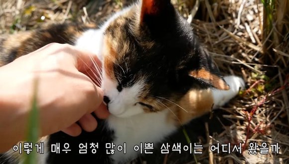 하하하-삼색이-모음-21-이미지