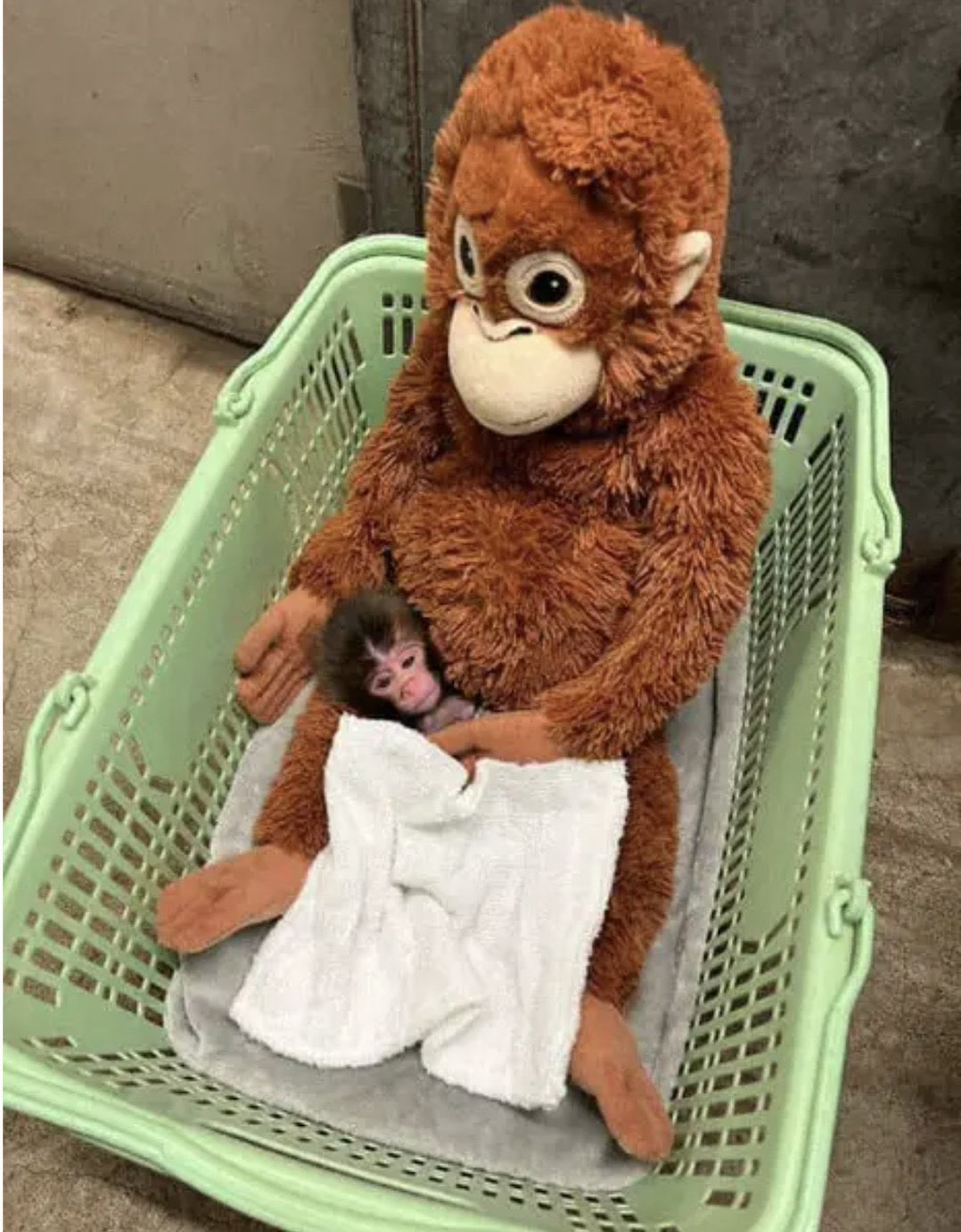 오랑우탄-인형을-엄마로-생각하며-끌고-다니는-아기-원숭이-0-이미지