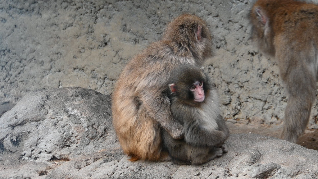 오랑우탄-인형을-엄마로-생각하며-끌고-다니는-아기-원숭이-16-이미지