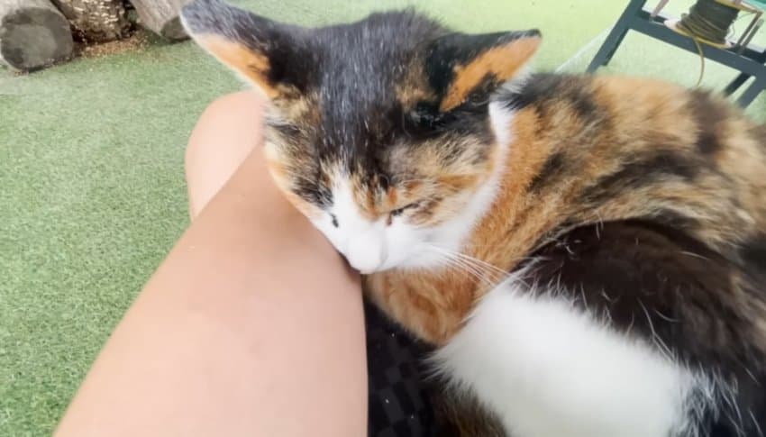 하하하-삼색이-모음-29-이미지