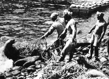 지금-일본이-독도-강치로-벌이고-있는-짓-2-이미지