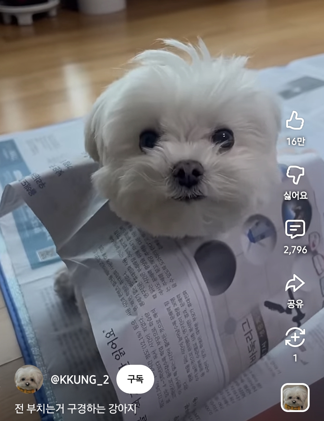 전-부치는거-구경하는-강아지-1-이미지