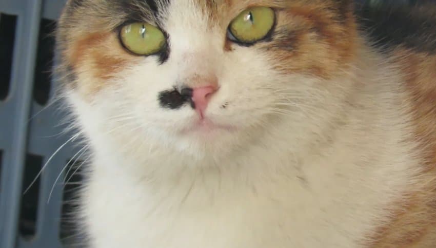 하하하-삼색이-모음-75-이미지