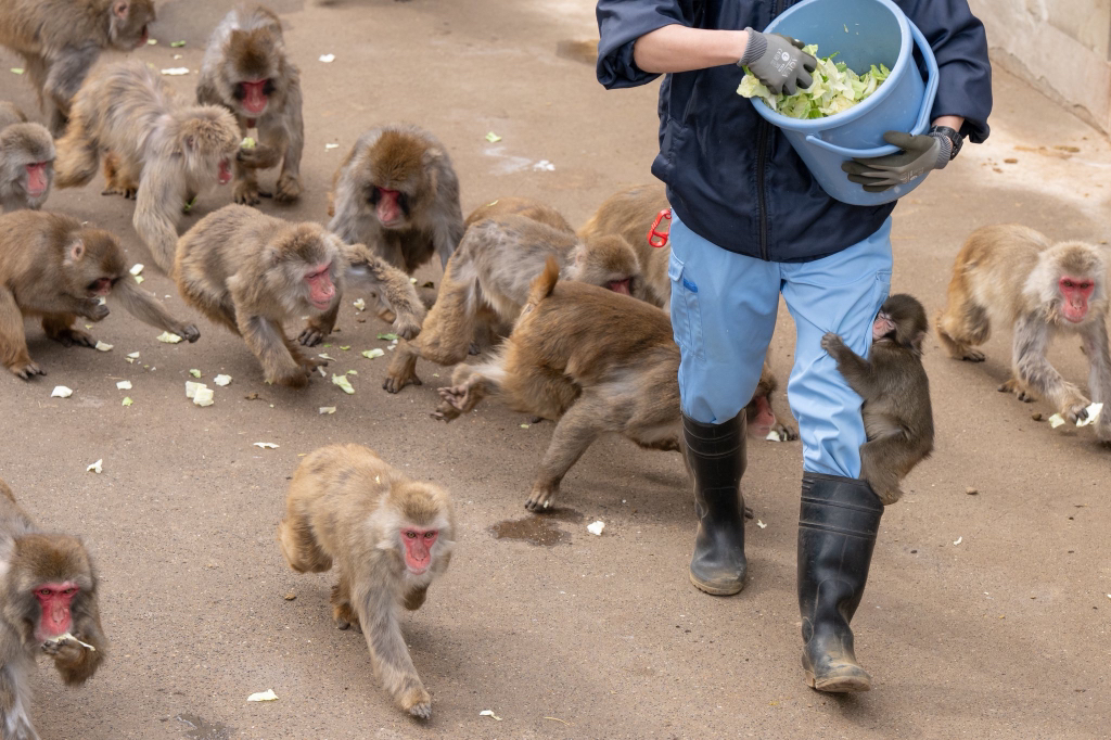 오랑우탄-인형을-엄마로-생각하며-끌고-다니는-아기-원숭이-13-이미지