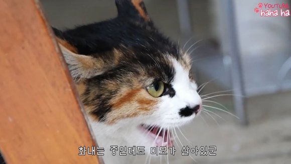 하하하-삼색이-모음-8-이미지