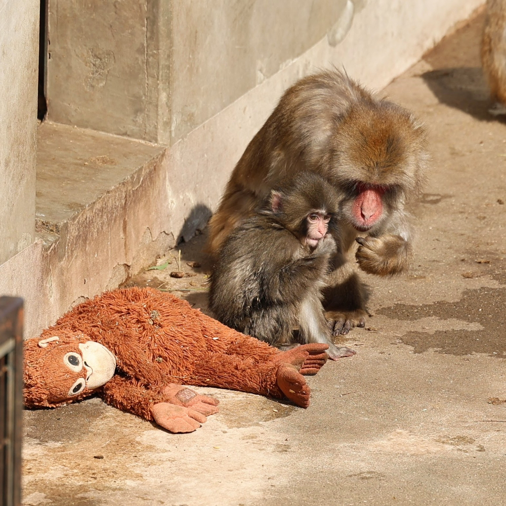 오랑우탄-인형을-엄마로-생각하며-끌고-다니는-아기-원숭이-17-이미지