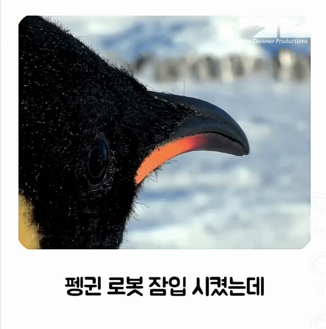 펭귄-무리-관촬용-로봇을-잠입-시킨-제작팀-1-이미지