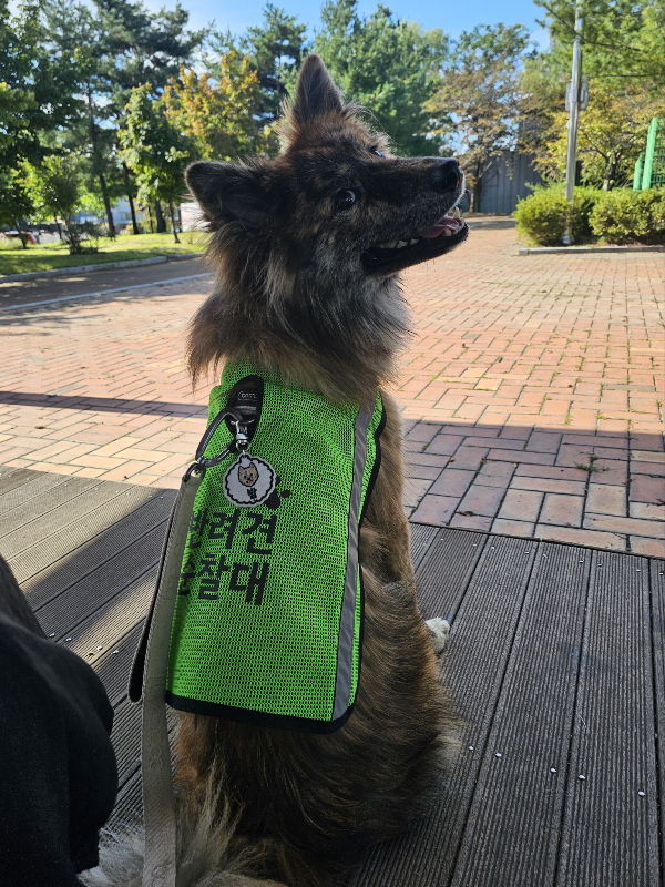 포인핸드에서-입양할땐-모카빵같이-생겼었는데-엄청-우아하게-큰-아기강아지-6-이미지