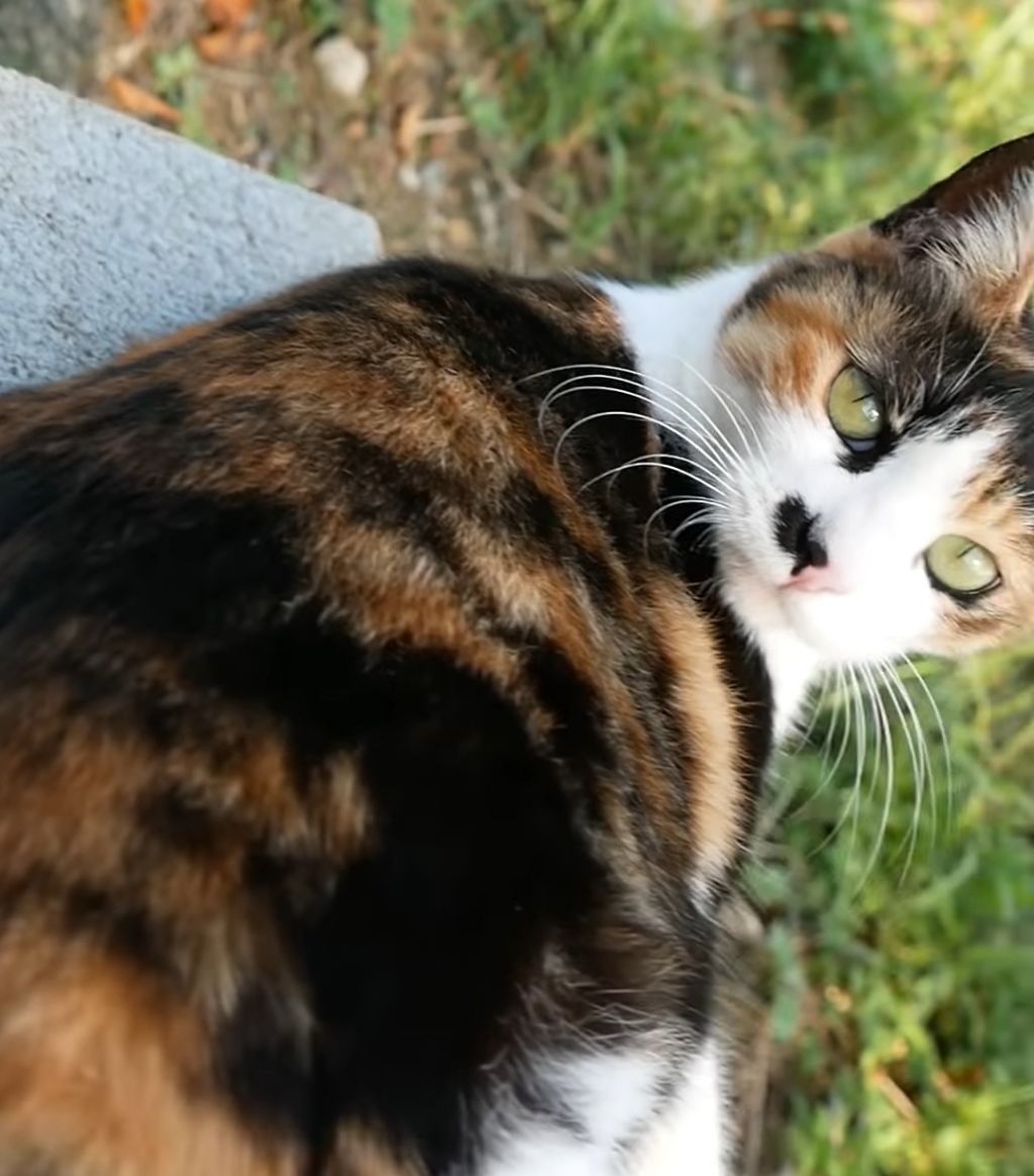 하하하-삼색이-모음-55-이미지