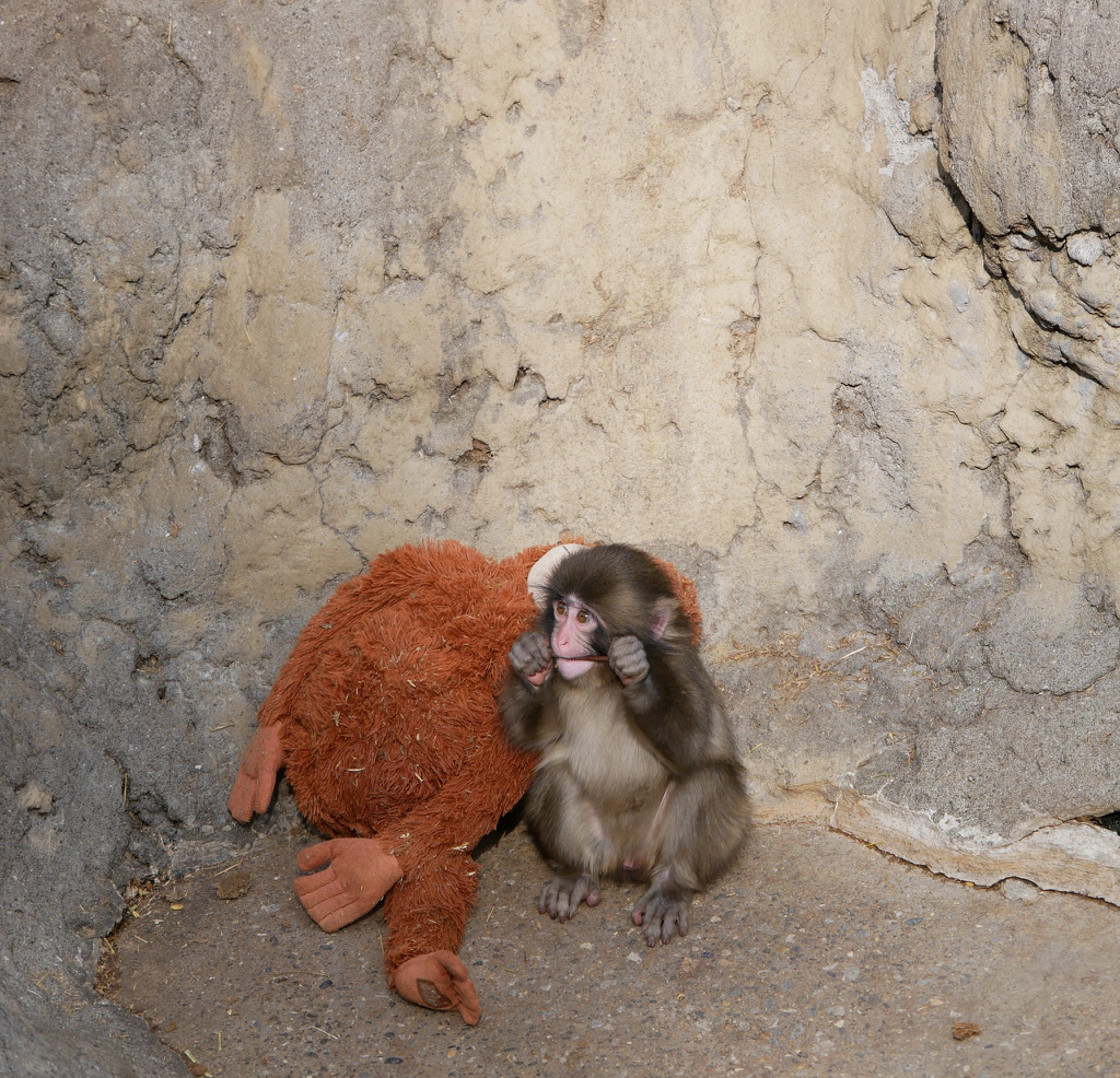 오랑우탄-인형을-엄마로-생각하며-끌고-다니는-아기-원숭이-9-이미지