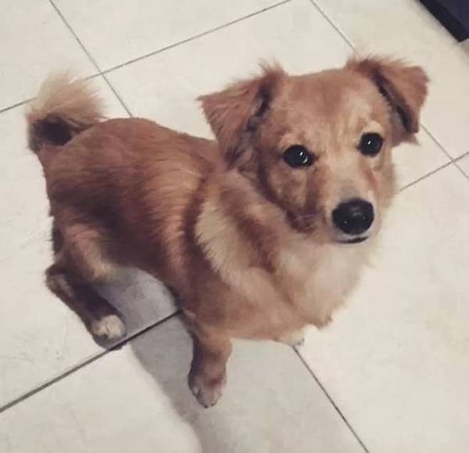 강아지랑-커플티-맞춰입은-아저씨-1-이미지