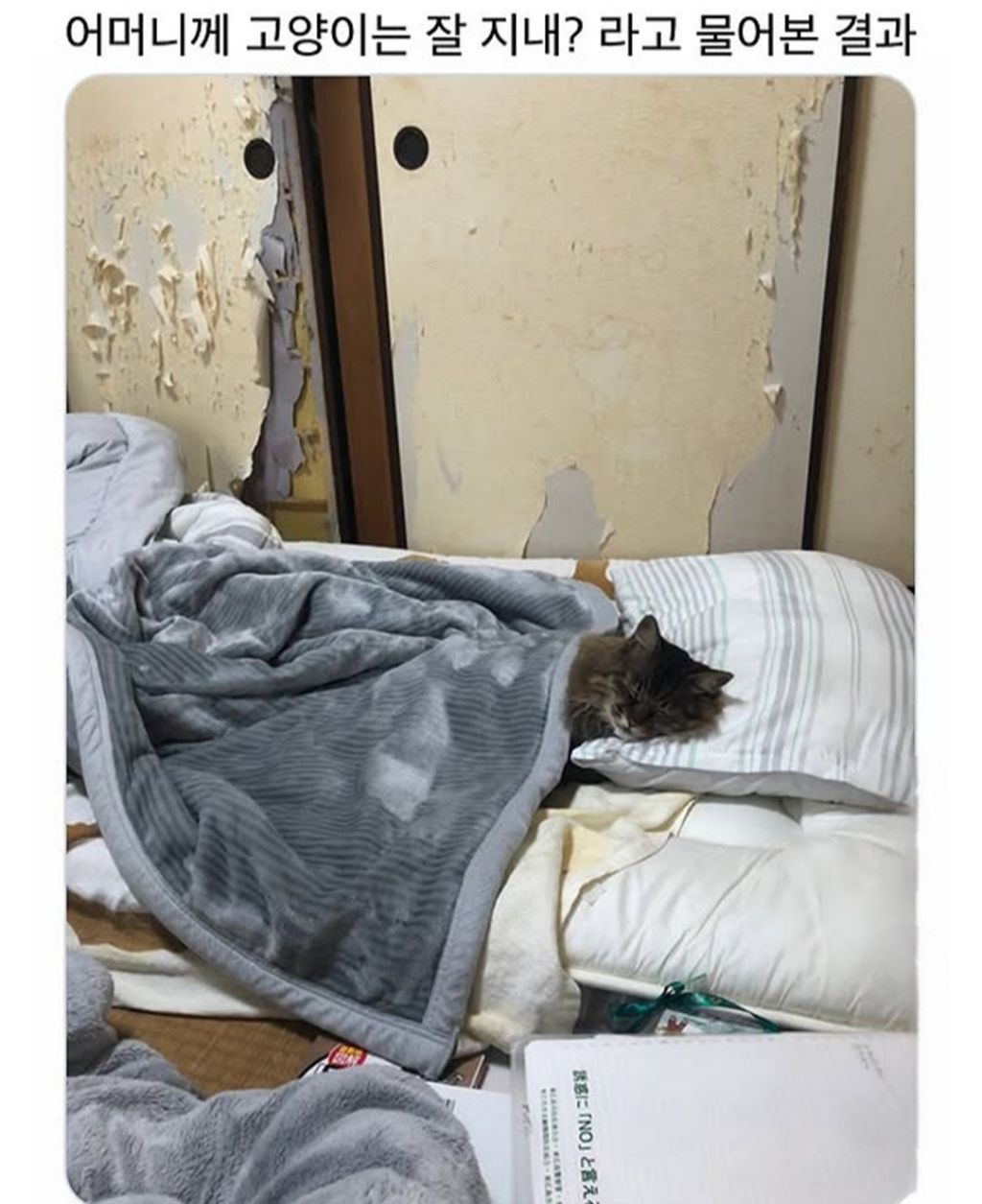 어머니께-고양이는-잘-지내?-라고-물어본-결과-0-이미지