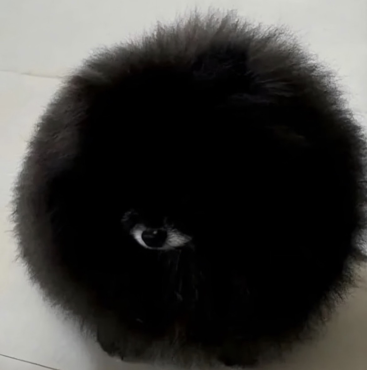 한-쪽-눈만-있는-포메라니안?-1-이미지