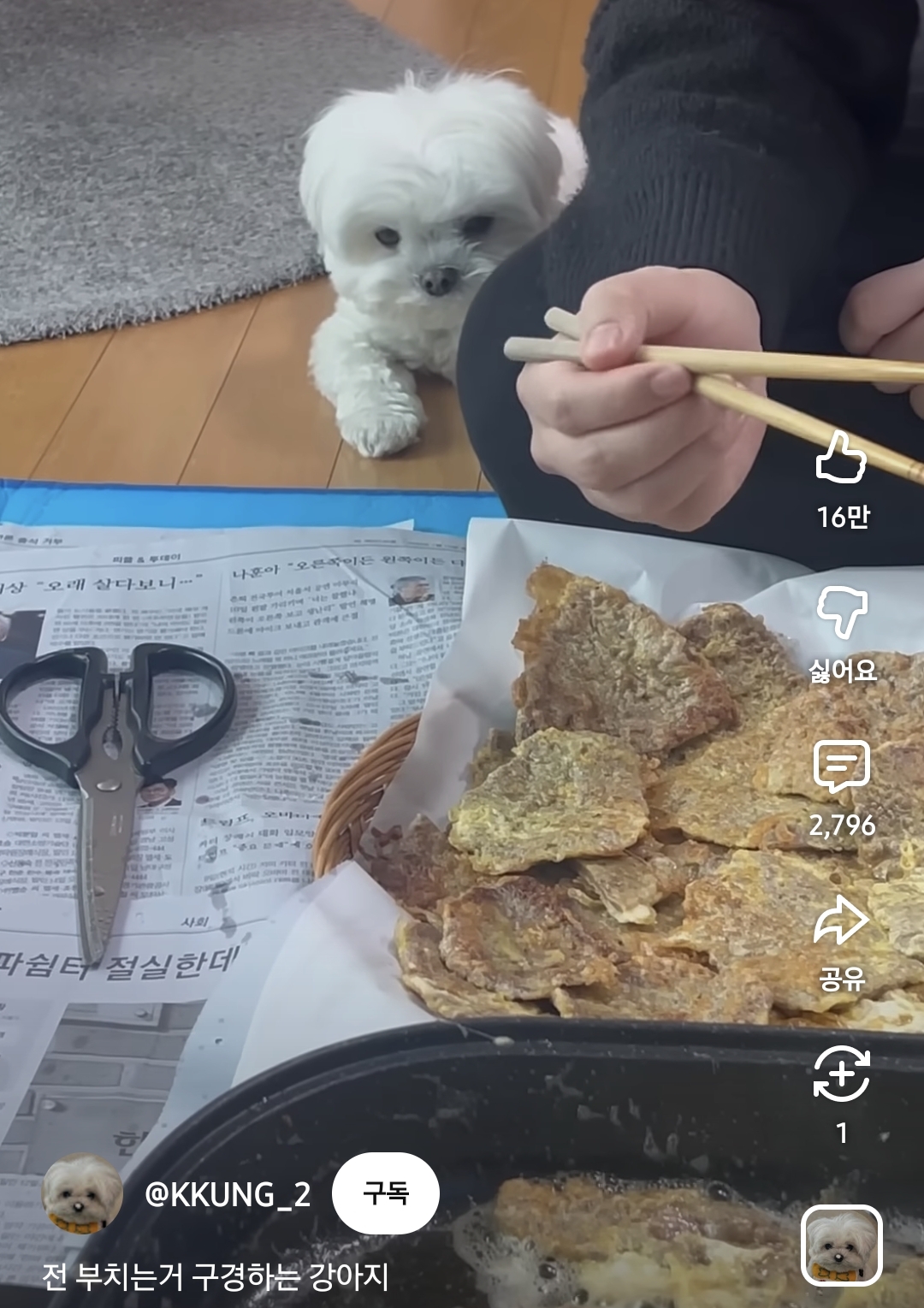 전-부치는거-구경하는-강아지-2-이미지