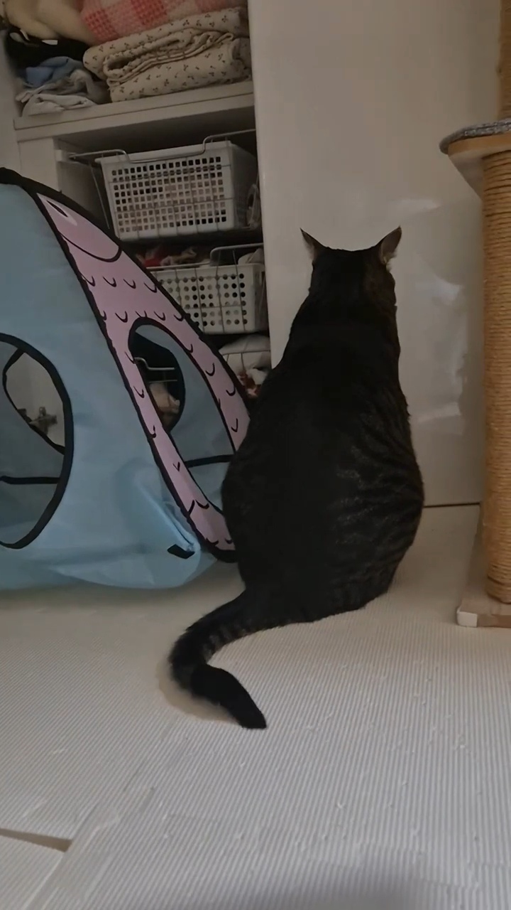 엽떡-때문에-삐낀-고양이🤣-0-이미지