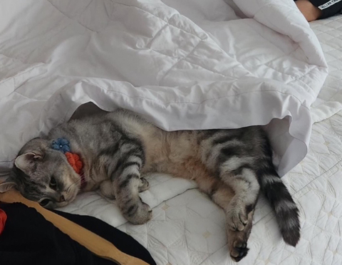 고양이-키워보니까-개-똑똑해-4-이미지