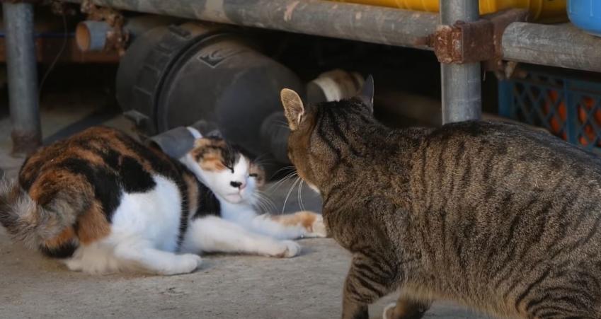 하하하-삼색이-모음-13-이미지