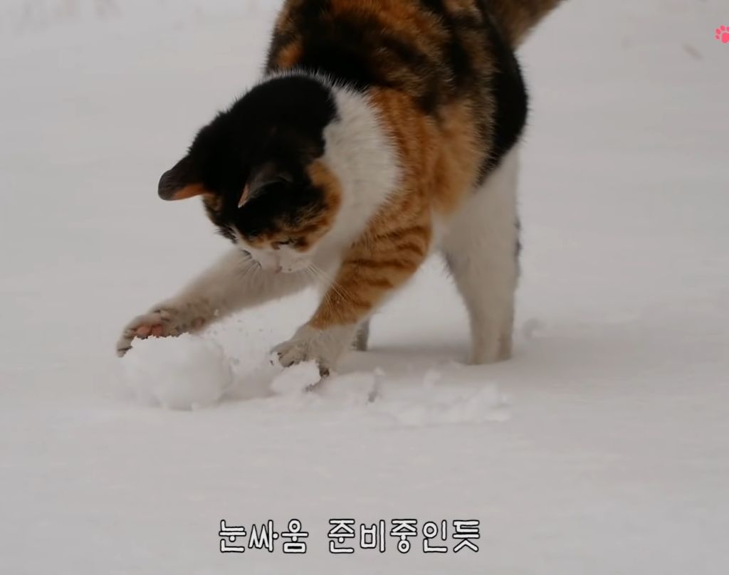 하하하-삼색이-모음-54-이미지