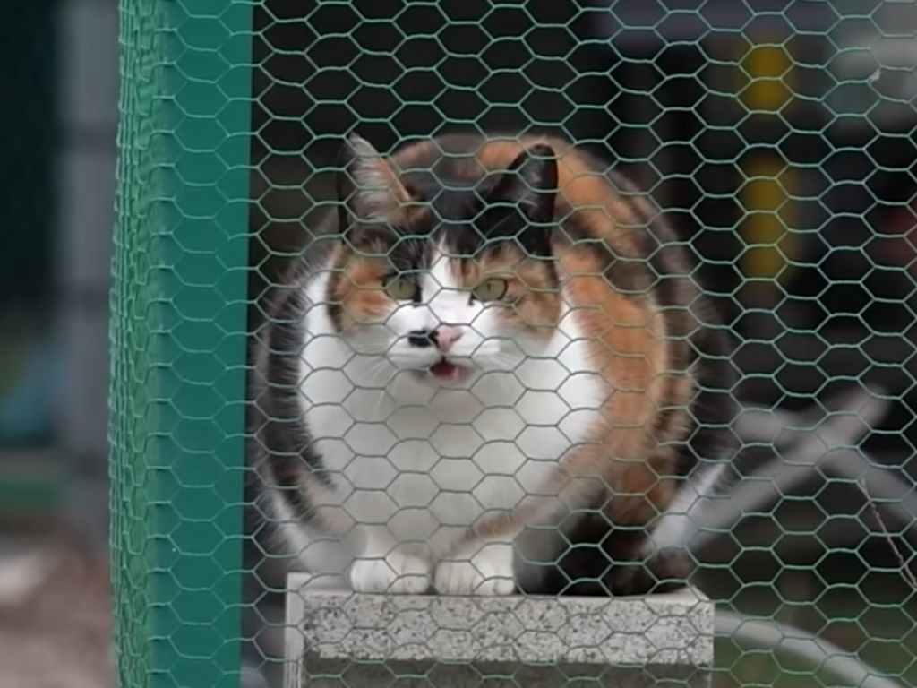 하하하-삼색이-모음-22-이미지