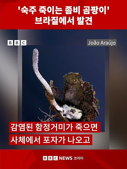 숙주를-순식간에-장악해서-죽이는-좀비-곰팡이-발견-0-이미지