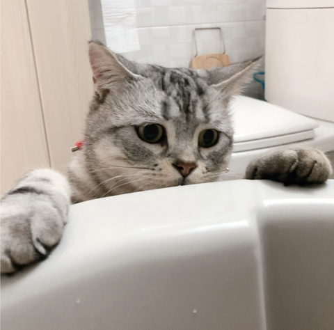 고양이-키워보니까-개-똑똑해-1-이미지