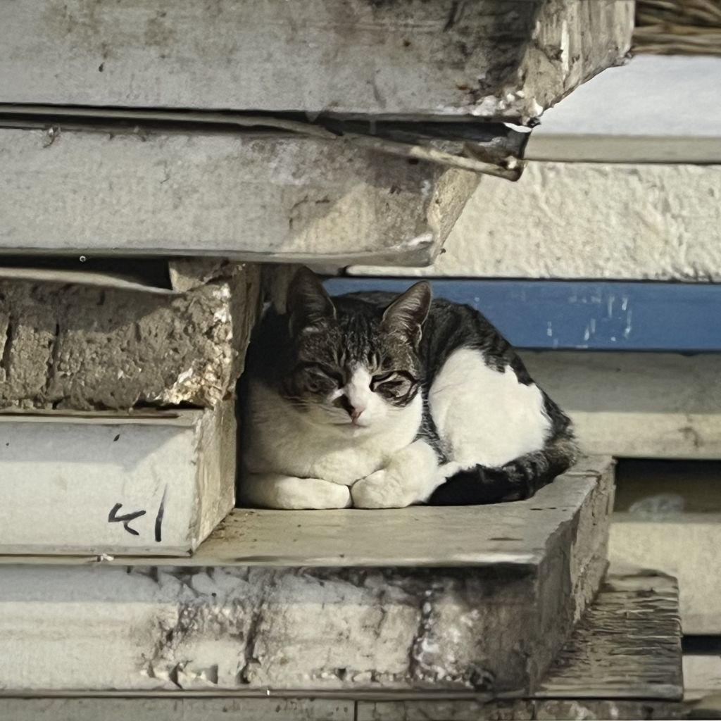 하하하-삼색이-모음-62-이미지