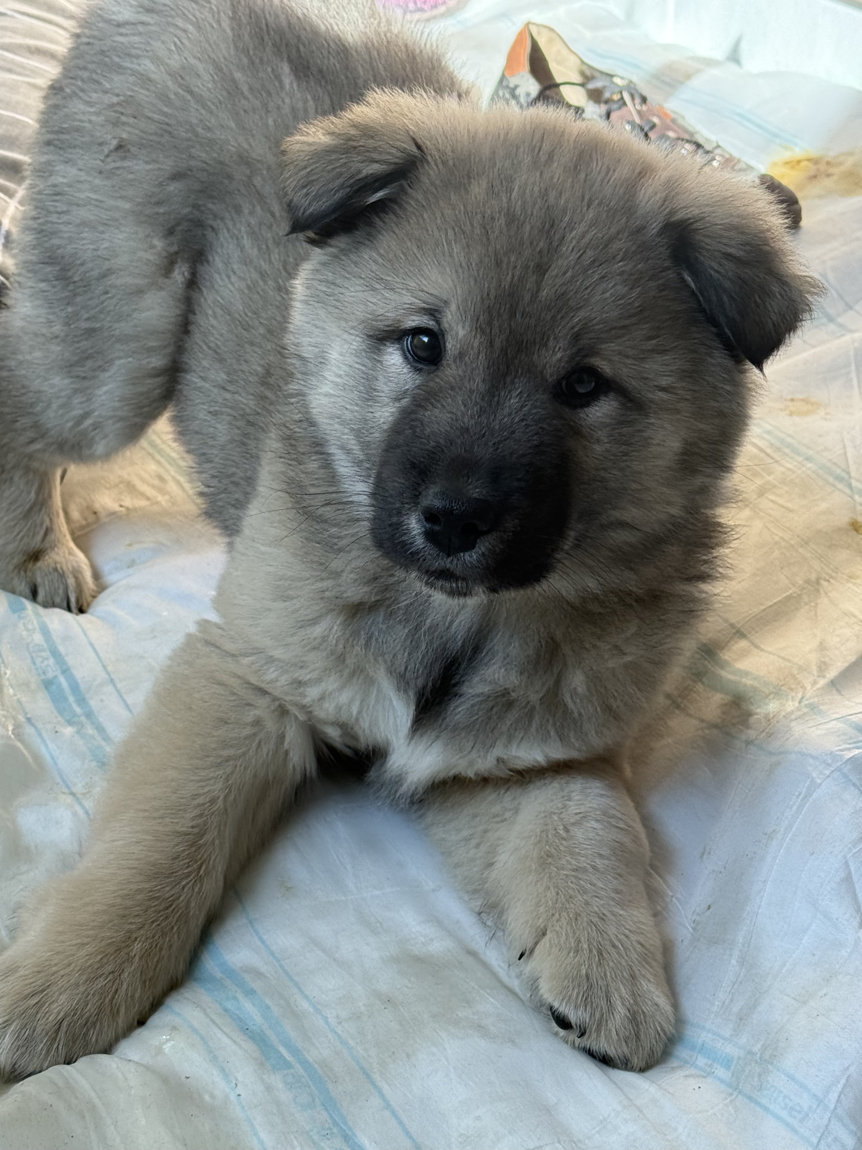 아빠가-친구네서-갑자기-델고옴;;-1-이미지