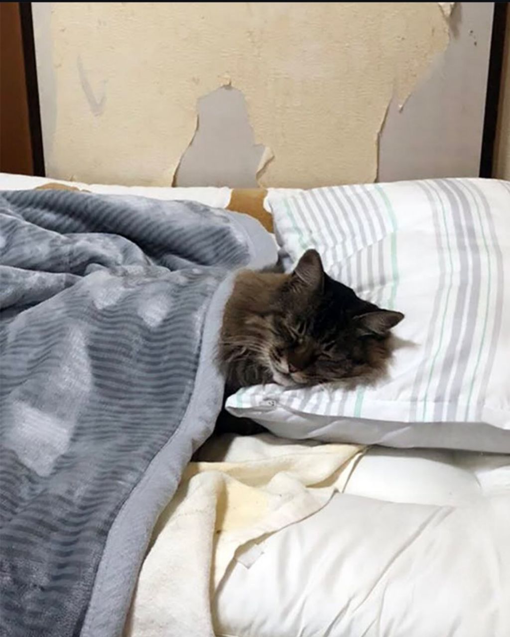 어머니께-고양이는-잘-지내?-라고-물어본-결과-1-이미지