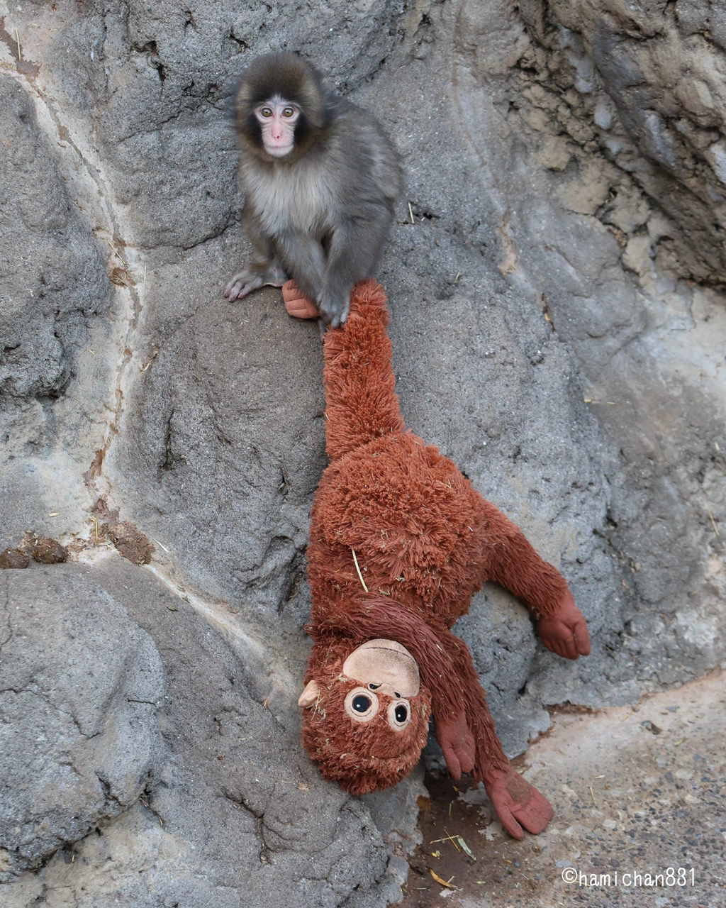 오랑우탄-인형을-엄마로-생각하며-끌고-다니는-아기-원숭이-11-이미지