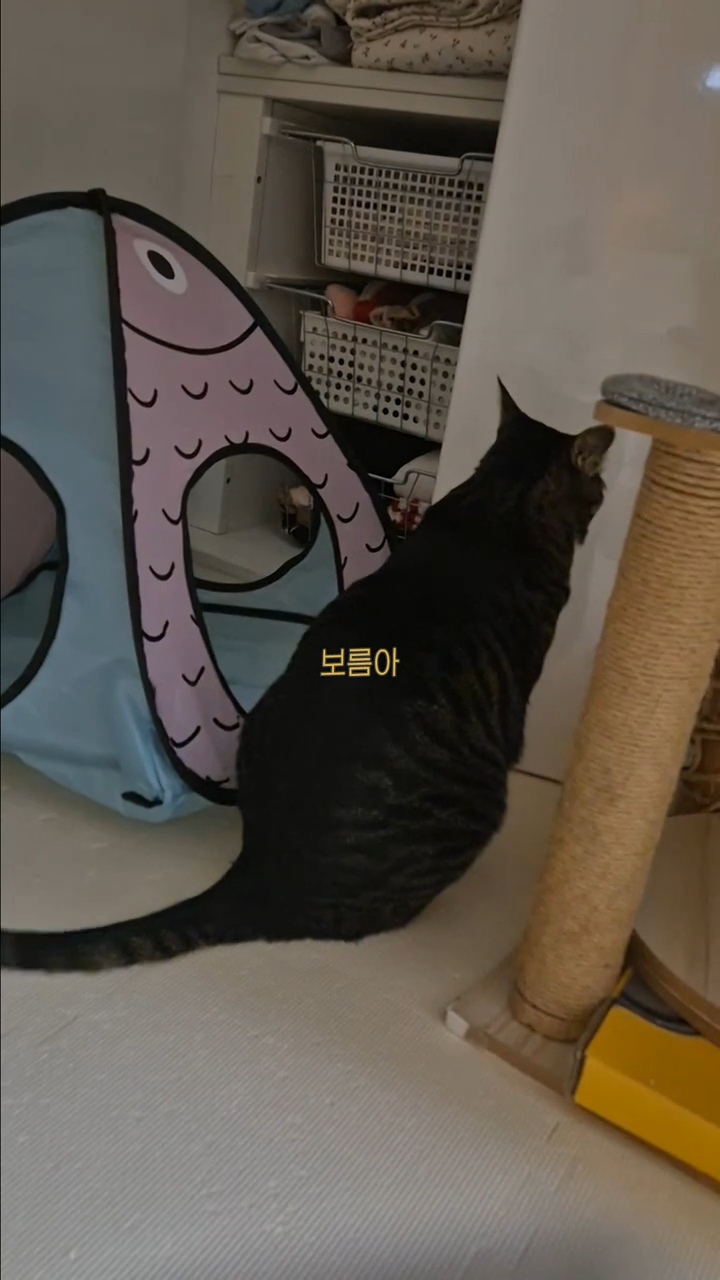 엽떡-때문에-삐낀-고양이🤣-13-이미지
