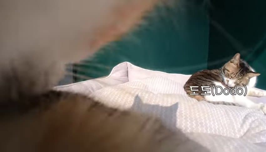 하하하-삼색이-모음-68-이미지