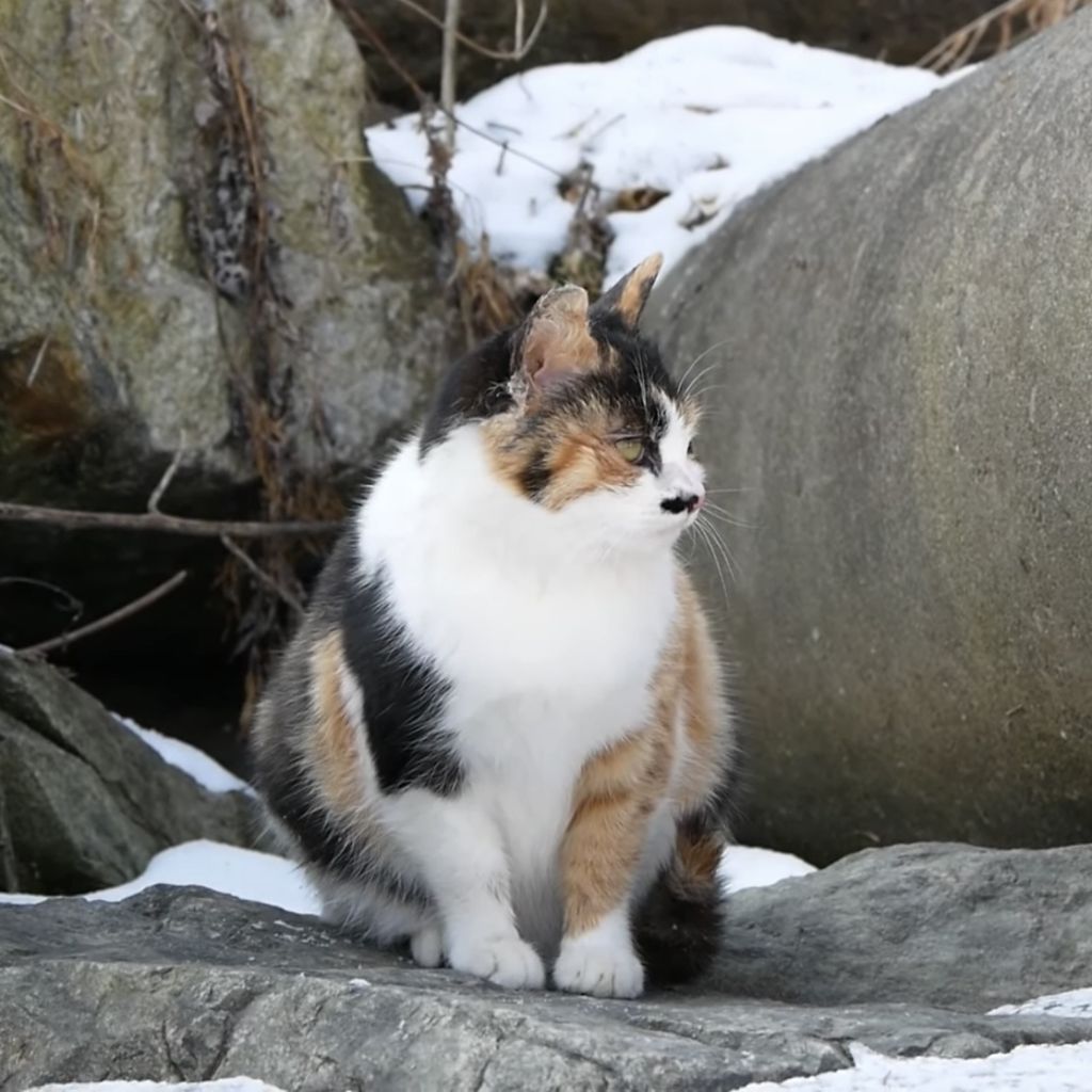 하하하-삼색이-모음-58-이미지