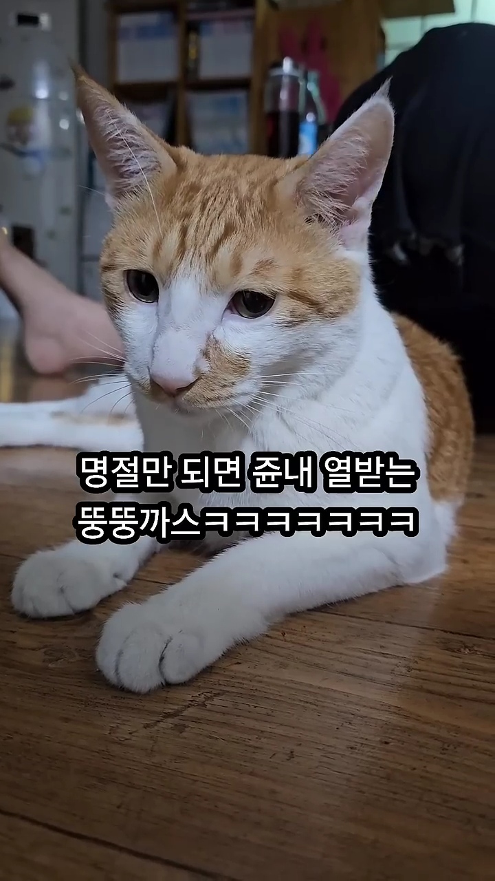 명절에-또-화난-뚱뚱까스-고양이-0-이미지