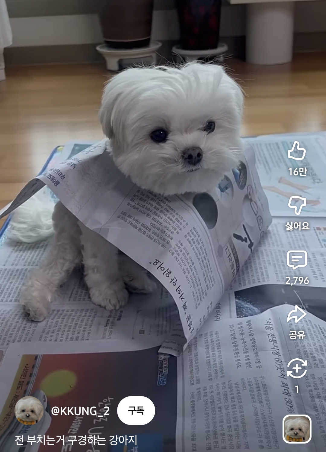 전-부치는거-구경하는-강아지-0-이미지