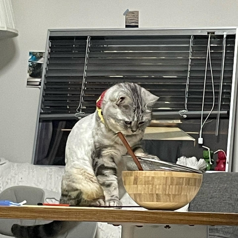 고양이-키워보니까-개-똑똑해-5-이미지